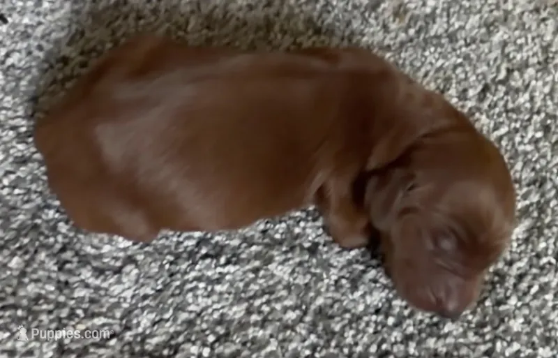 Male #1 – Irish Setter puppy for sale in Oneonta, NY