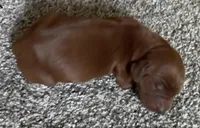 Male #1, a male Irish Setter for sale in Oneonta, NY – 1 of 5