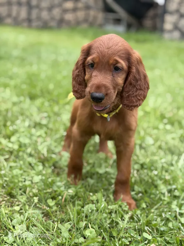 Yellow collar  – Irish Setter puppy for sale in Oneonta, NY