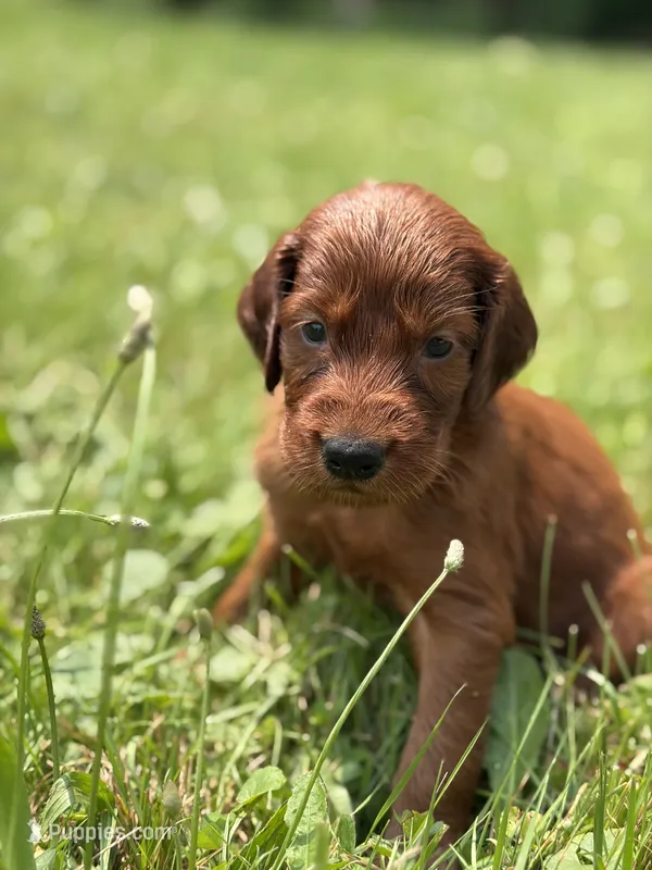 Female #2 – Irish Setter puppy on hold in Oneonta, NY