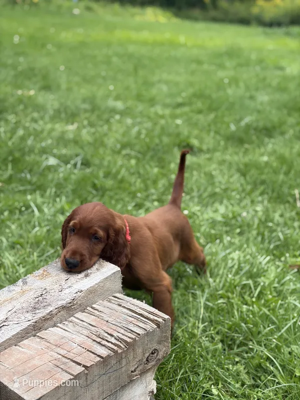 Red collar  – Irish Setter puppy on hold in Oneonta, NY