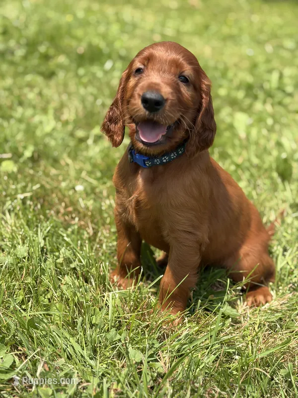 Dark blue collar  – Irish Setter puppy for sale in Oneonta, NY