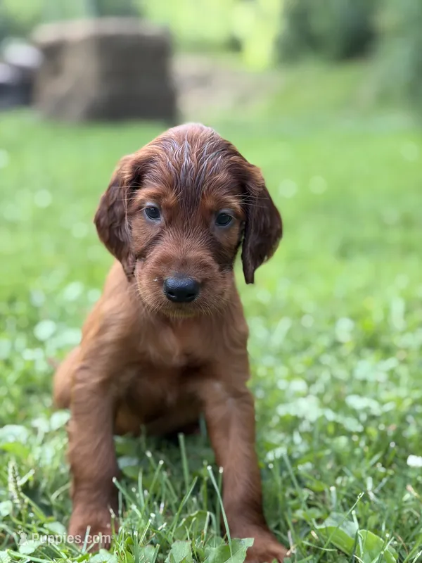 Purple collar  – Irish Setter puppy on hold in Oneonta, NY