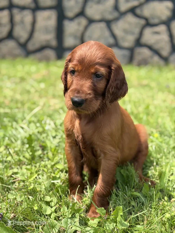 Red collar  – Irish Setter puppy for sale in Oneonta, NY