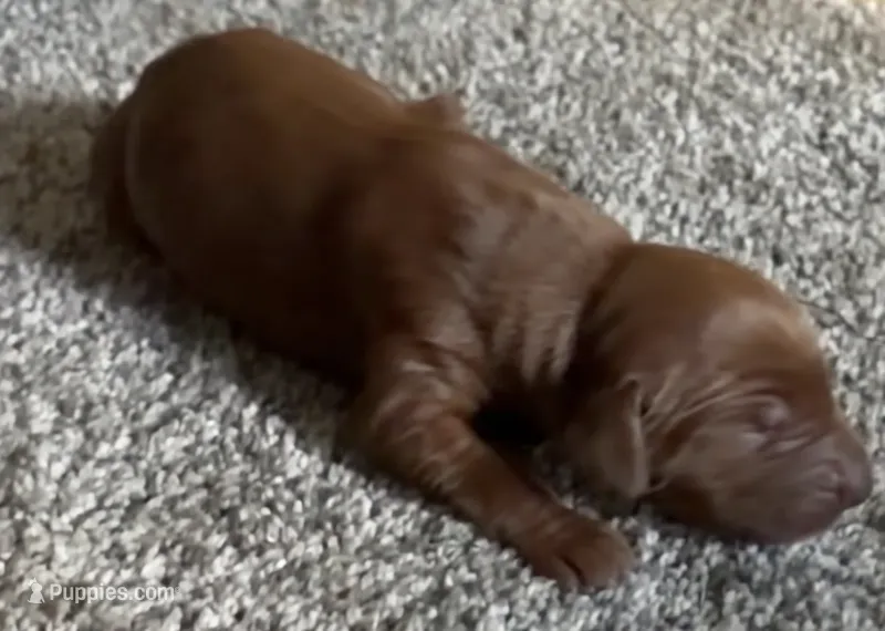 Female #4 – Irish Setter puppy for sale in Oneonta, NY