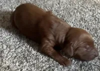 Female #4, a female Irish Setter for sale in Oneonta, NY – 1 of 5