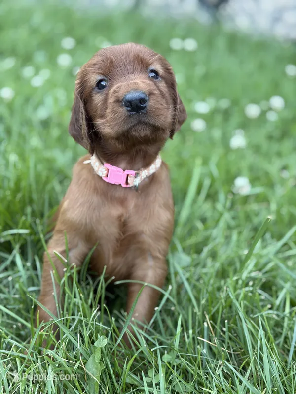 Light pink collar  – Irish Setter puppy on hold in Oneonta, NY