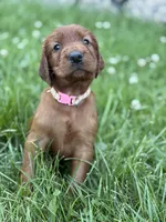 Light pink collar , a female Irish Setter for sale in Oneonta, NY – 1 of 10