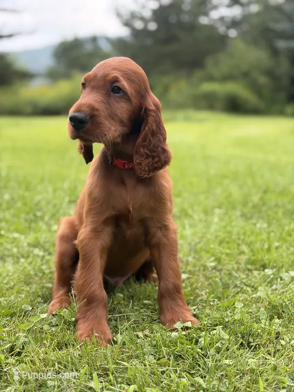 Red collar  – Irish Setter puppy for sale in Oneonta, NY