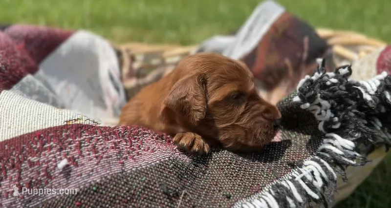 Female #2 – Irish Setter puppy for sale in Oneonta, NY