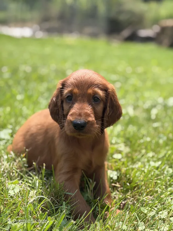 Dark pink collar  – Irish Setter puppy for sale in Oneonta, NY