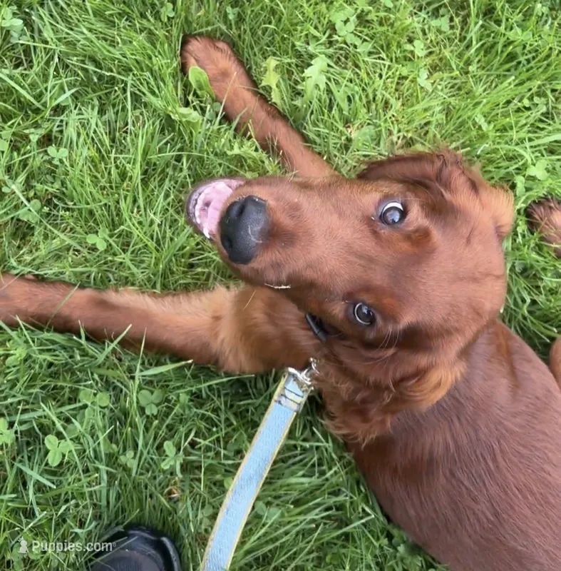 Black collar  – Irish Setter puppy for sale in Oneonta, NY
