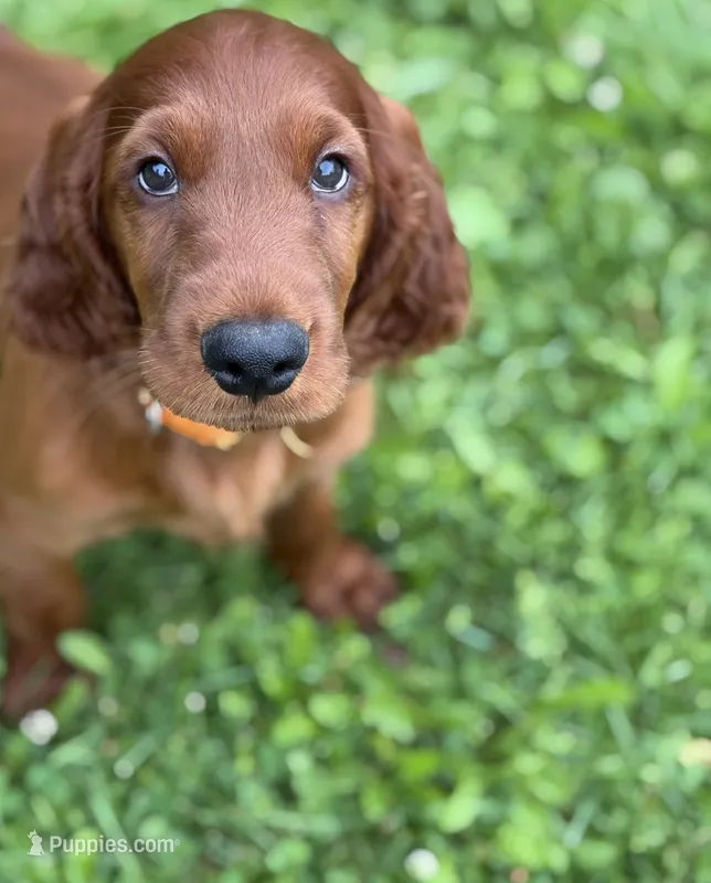 Orange collar  – Irish Setter puppy for sale in Oneonta, NY