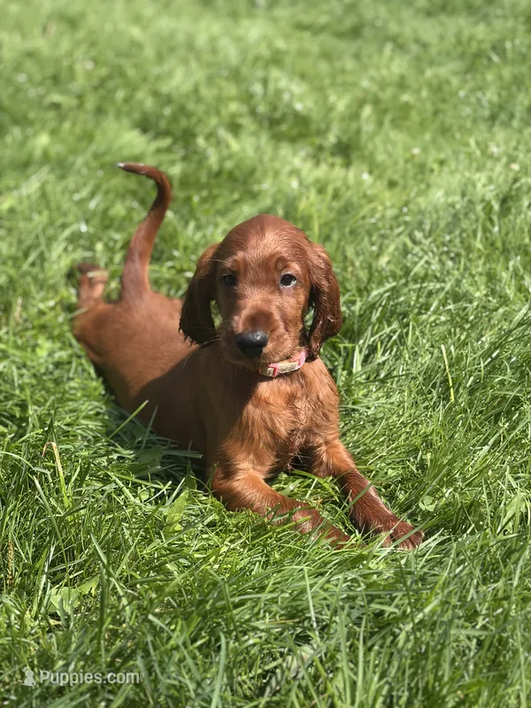 Light pink collar  – Irish Setter puppy on hold in Oneonta, NY