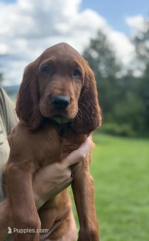 Dark green collar – Irish Setter puppy for sale in Oneonta, NY