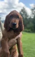 Dark green collar, a male Irish Setter for sale in Oneonta, NY – 1 of 2