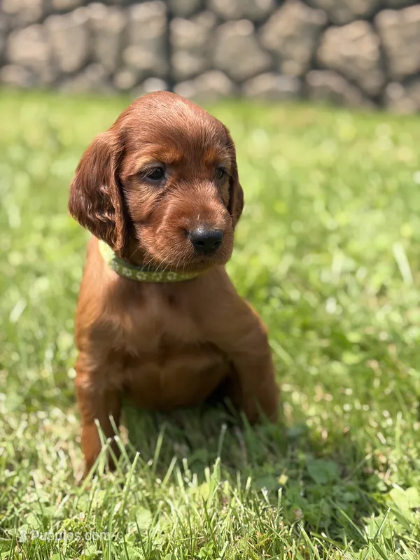 Light green collar  – Irish Setter puppy for sale in Oneonta, NY