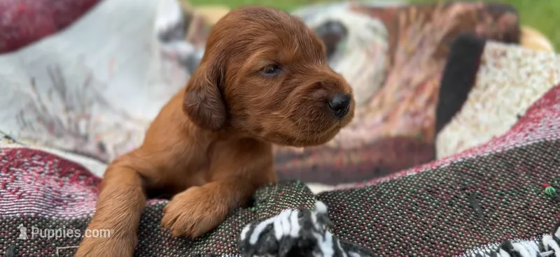 Male #1 – Irish Setter puppy for sale in Oneonta, NY