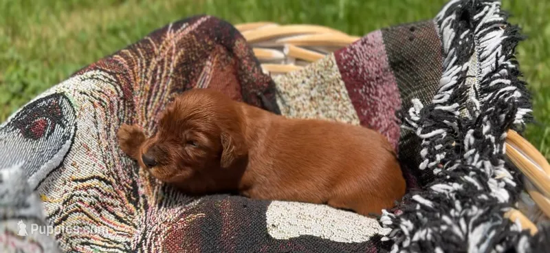Female #6 – Irish Setter puppy for sale in Oneonta, NY