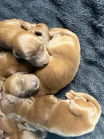 Female #1, a female Irish Setter for sale in Oneonta, NY – 2 of 5
