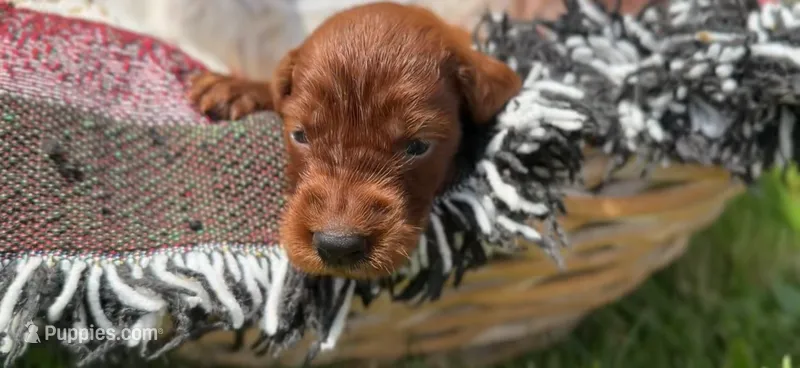 Female #4 – Irish Setter puppy for sale in Oneonta, NY