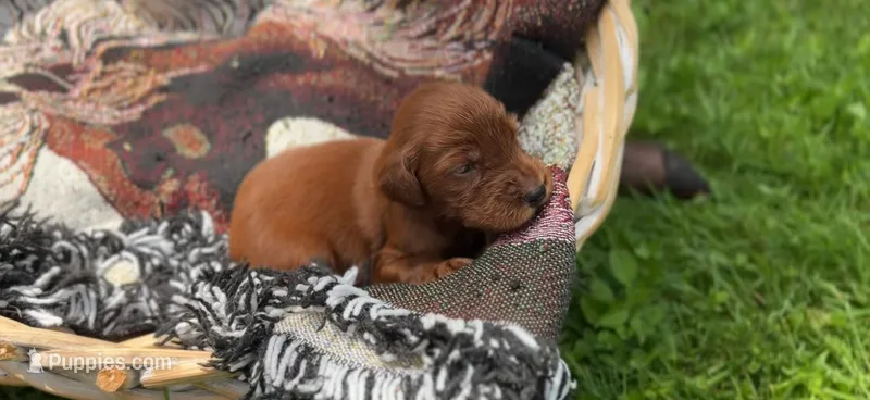 Female #5  – Irish Setter puppy for sale in Oneonta, NY