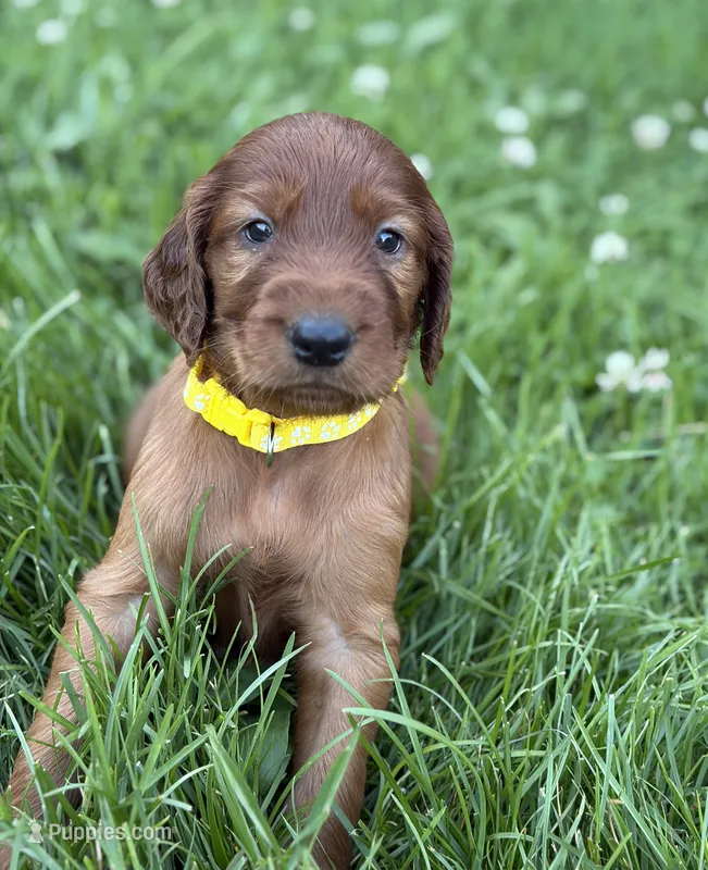 Yellow collar  – Irish Setter puppy for sale in Oneonta, NY