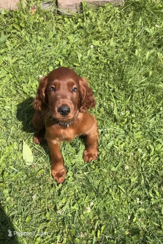 Black collar  – Irish Setter puppy for sale in Oneonta, NY