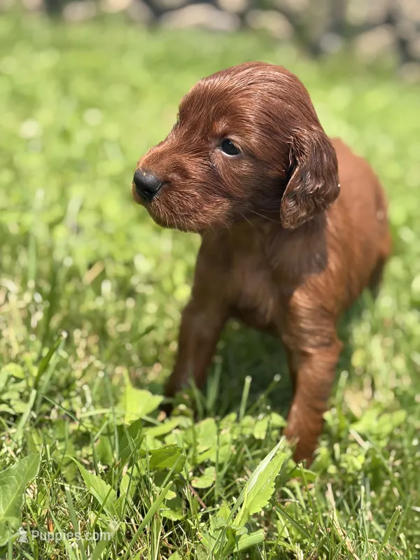 Female #3 – Irish Setter puppy for sale in Oneonta, NY