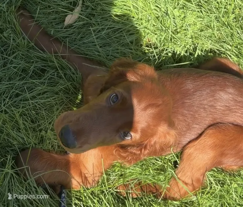 Orange collar  – Irish Setter puppy on hold in Oneonta, NY