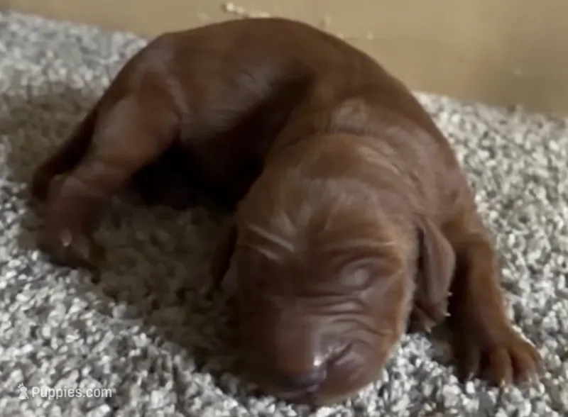 Male #3 – Irish Setter puppy for sale in Oneonta, NY