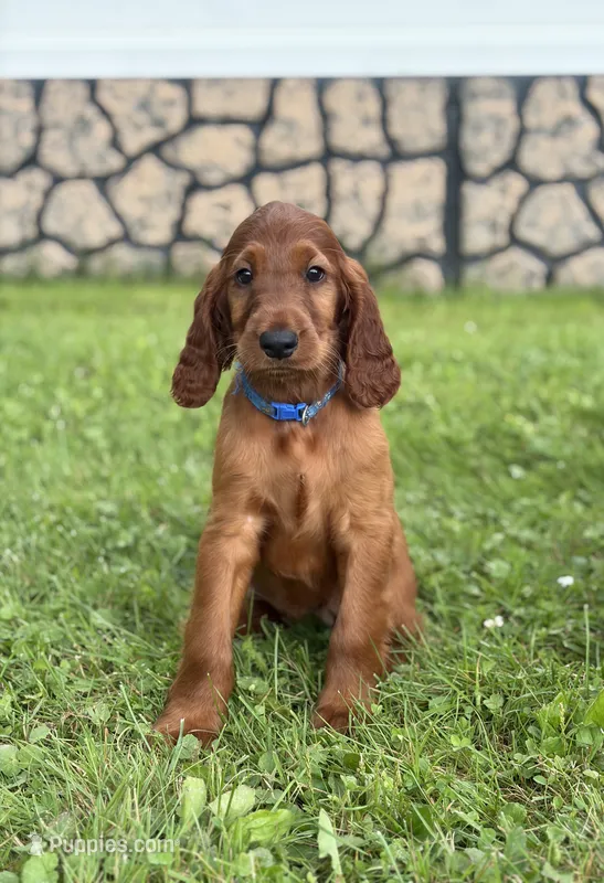 Dark blue collar  – Irish Setter puppy on hold in Oneonta, NY