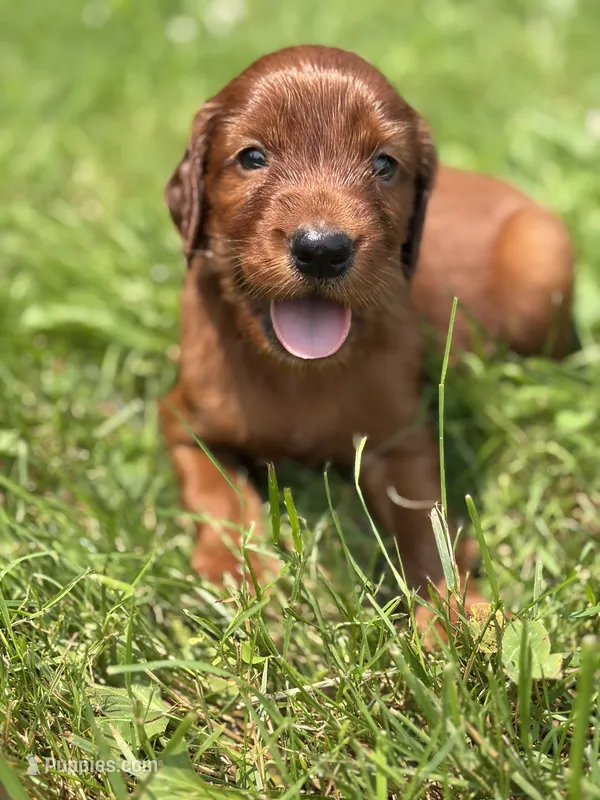 Male #1 – Irish Setter puppy for sale in Oneonta, NY