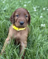 Purple collar , a female Irish Setter for sale in Oneonta, NY – 5 of 10