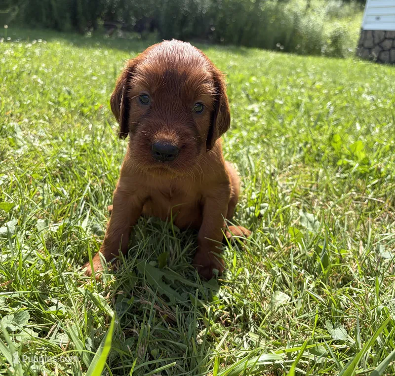 Black collar  – Irish Setter puppy for sale in Oneonta, NY