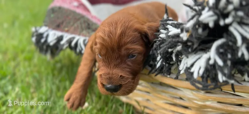 Male #2 – Irish Setter puppy for sale in Oneonta, NY