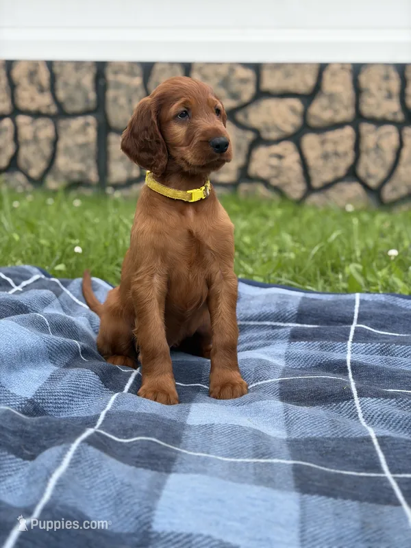 Yellow collar  – Irish Setter puppy for sale in Oneonta, NY