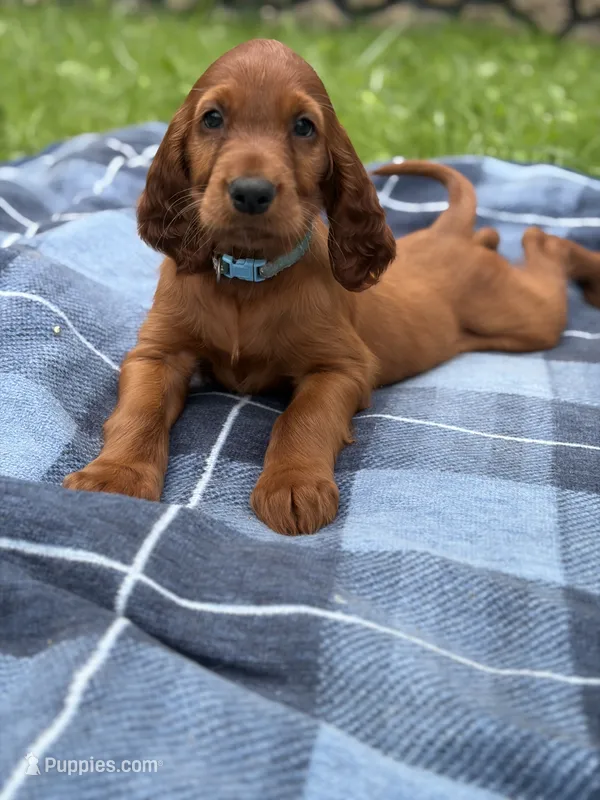 Light blue collar  – Irish Setter puppy on hold in Oneonta, NY