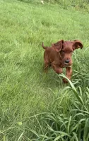 Orange collar , a male Irish Setter for sale in Oneonta, NY – 2 of 3