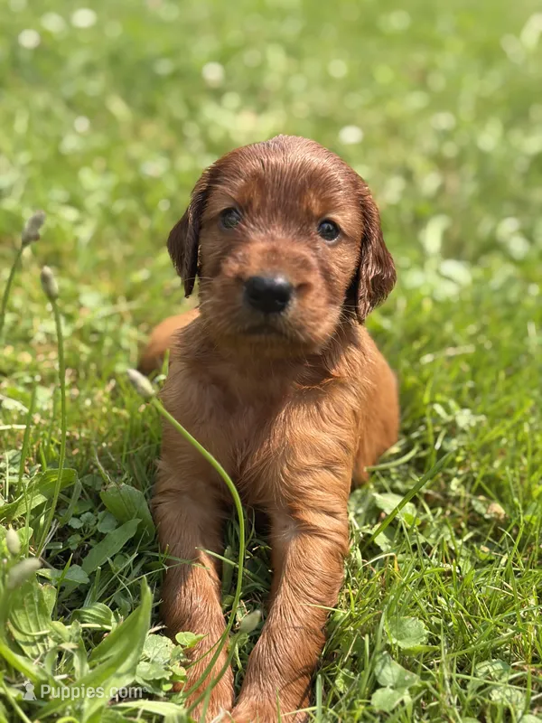 Male #4 – Irish Setter puppy for sale in Oneonta, NY