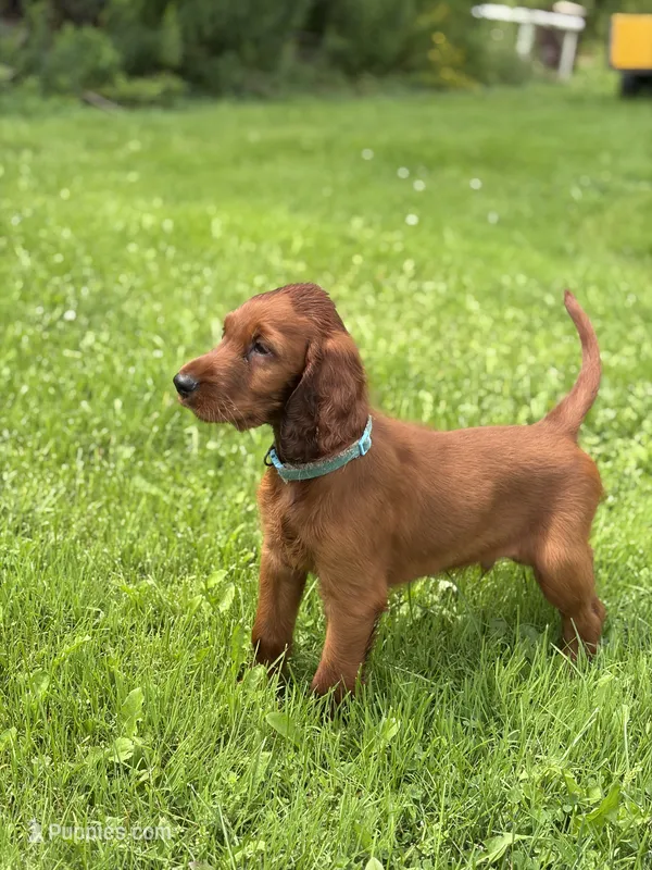 Light blue collar  – Irish Setter puppy on hold in Oneonta, NY