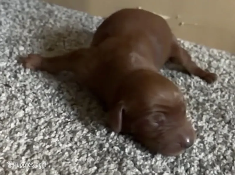 Male #4 – Irish Setter puppy for sale in Oneonta, NY