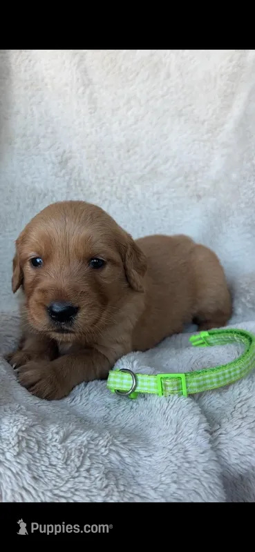 2nd pick Marty – Golden Retriever puppy for sale in Lakeside, CA