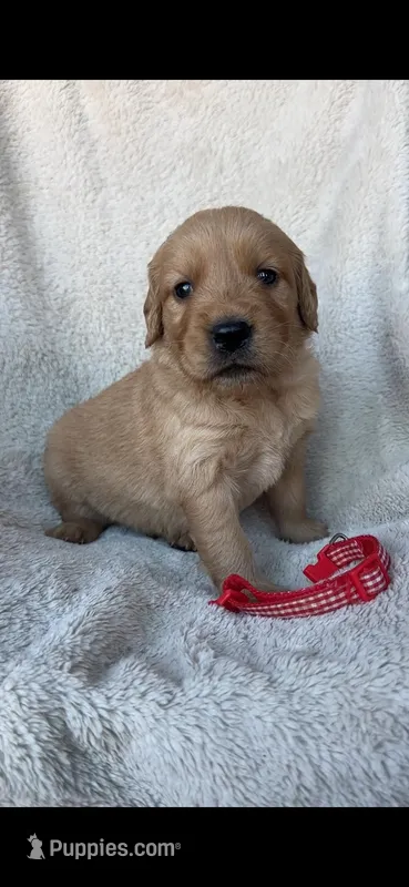5th pick Matty – Golden Retriever puppy for sale in Lakeside, CA