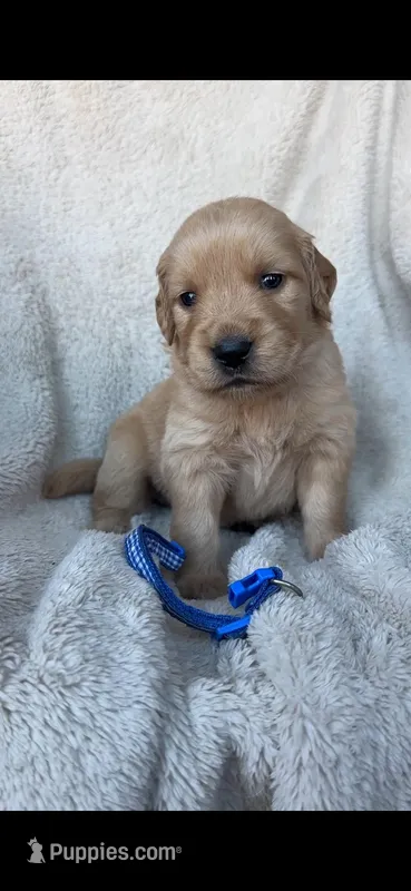 3rd pick Manny – Golden Retriever puppy for sale in Lakeside, CA