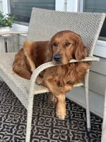 Max pick, a male Golden Retriever for sale in Lakeside, CA – Photo 3 of 5