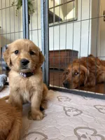 Max pick, a male Golden Retriever for sale in Lakeside, CA – Photo 5 of 5