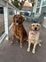 Max pick, a male Golden Retriever for sale in Lakeside, CA – Photo 4 of 5