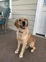 Max pick, a male Golden Retriever for sale in Lakeside, CA – Photo 2 of 5