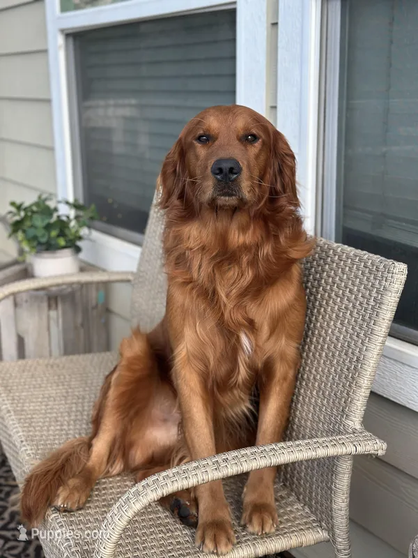 Max pick – Golden Retriever puppy for sale in Lakeside, CA